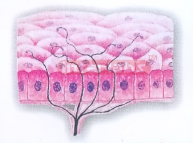 HUMAN FREE NERVE ENDING MODEL